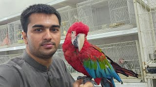 Dubai Birds And Pet Market |||||| Dubai Birds Market Visit