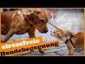 An anderen Hunden vorbeigehen I 3 Tipps für stressfreie Hundebegegnungen an der Leine