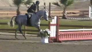 La Boheme - Fancy Hunter For Sale