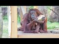 逞しくなったチェリアちゃん・オランウータン