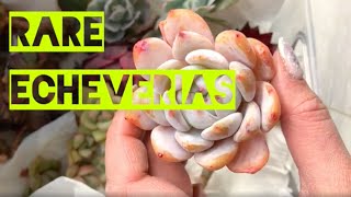 Rare Echeverias, Feb ‘21 | VomovPlants.com