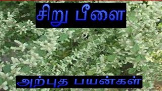 சிறுபீளை மருத்துவ  முறைகள்....