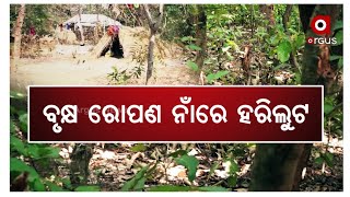 Balasore: Odisha govt's funds Looted in the name of Plantation Drive