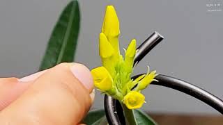 象牙宮-花朵授粉教學. Pachypodium rosulatum var. gracilius Flowers be pollinated by hand pollination.