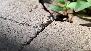 Ants walking path ทางเดินของมด