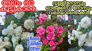 വള്ളിറോസയുടെ അടിപൊളി Combo Offer 🤩👌🌹🌹 Orchid Rose and Creeping Rose Sale Wayanadan Touch