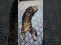 癒し猫、猫ている猫にちょっかいかけてみる　笑門来福＃２（猫）