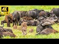 4K African Animals: Madikwe Game Reserve in African • Wild Animal With Real Sounds & Relaxing Nature