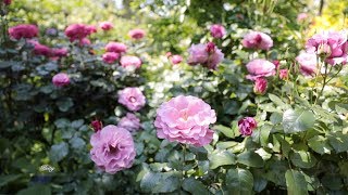 Beautiful Rose Garden🌹Spring roses 2019🌹ローズガーデン