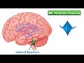 ventricles of the brain anatomy and cerebrospinal fluid csf circulation