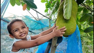 আয়াতের জন্মের সময় রোপণ করা গাছে প্রথম বার কাঁঠাল ধরছে | Doyel Agro