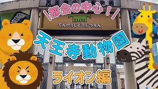 【天王寺動物園】天王寺動物園のライオン舎はこんなところ！まったり過ごすガオウ(♂)ルナ(♀)モナカ(♀)#天王寺動物園 #ライオン#キリン#シマウマ#大阪