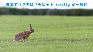 かわいい動物図鑑 うさぎ （ラビット ヘア）