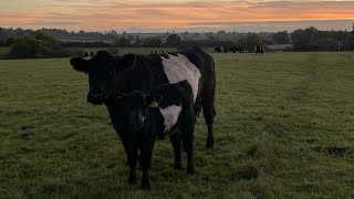 Dipamns Diaries - Scanning Our Cattle 👶🐮