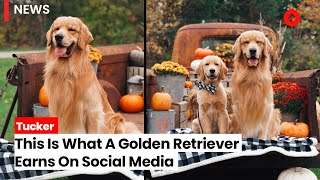 Meet Tucker, a Golden Retriever Who Earns More Than Rs 8 Crore Per Year From Social Media