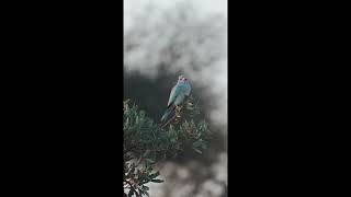 @TAMILRAJA2023 a-european-roller-perched-on-a-tree-branch # SHORT ஒரு மரக்கிளையில் அமர்ந்திருந்தது