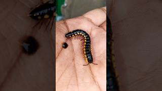 millipede #shorts #shortvideo #youtubeshorts