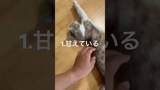 猫がお腹を見せる理由2 #shorts #猫