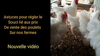 Élevage des parentaux poulet de chair : Réglons ce souci lié au prix de vente des poulets