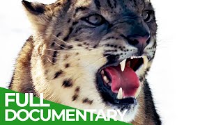 Wild Cats - Asia | Free Documentary Nature