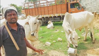 దేవరకద్ర మార్కెట్లో సేద్యపు ఎద్దుల రేటు | Farming Bulls prices in Devarakadra ‎| Oxen @purnafarms 