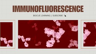 Immunofluorescence