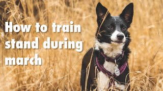 How to teach the stand during march for fci obedience