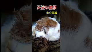 可愛いキャバリア未公開編～天使でした  (Cute Cavalier Unreleased Edition - She was an angel)