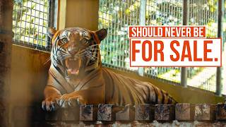 Inside the Illegal Exotic Pet Trade | The Dark Web