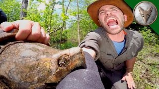 CRAZY Alligator Snapping Turtle Bite!