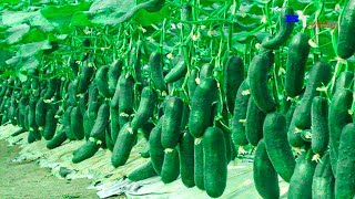 Amazing Agriculture Technology, Plant and Harvest Cucumbers in The Net House, Harvest Bell Peppers