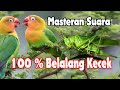 Masteran Suara Belalang Kecek atau Walang Kerik Jernih dan Nyaring