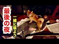 最後の夜に一緒に寝てみたら大はしゃぎする保護子犬／明日トライアルへ出発する子犬