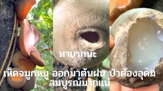 ทรงแปลกมีขน เห็ดหายาก ป่าต้องสมบูรณ์ #เห็ดจมูกหมู #เก็บเห็ด #mushroom