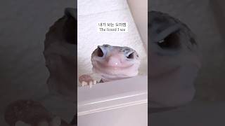 내가 보는 도마뱀 vs 도마뱀이 보는 내 모습.. #gecko