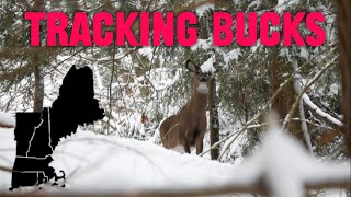 New England Buck Tracking On Crunchy Snow