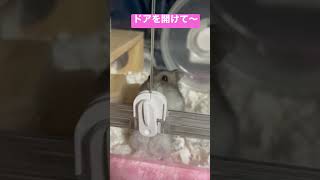 ねえ、ドアを開けて～#ハムスター #ジャンガリアンハムスター #ジャンガリアン #animal #hamster