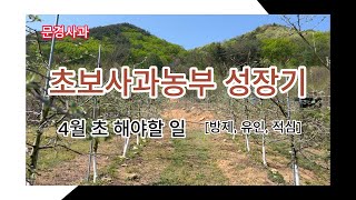 [박스팜] 2024 농부일기 - 사과편 ep.3 [4월 바빠지는시기]