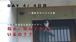 ツバメが巣作り始めた密着24時 ４日目/ツバメ監視用カメラにツバメが乗って何も見えない/Swallows started build their nest DAY4