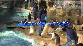 【名古屋港水族館】エンペラーペンギン　目指せ100㎞ウォーキング ～ 全ては繁殖成功のため