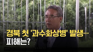 [여기는 안동] 경북 첫 ‘과수화상병’ 발생…피해는? / KBS 2021.06.15.