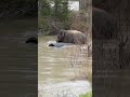 The Elephant Sanctuary | Debbie in the Pond with Culvert