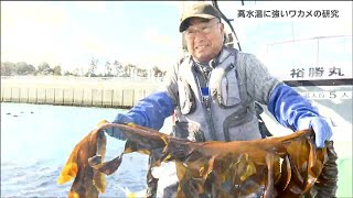 「海に異変」ワカメ水揚げ激減のワケは　改良中“新ワカメ”は救世主になれるのか「普及にあるハードル」