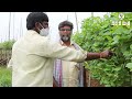 పాదు చిక్కుడు కాయ సాగు భళా success story of broad bean farming karshaka mitra agri