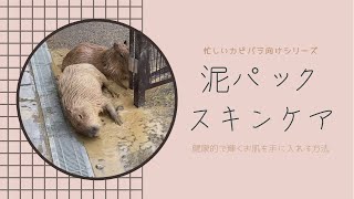 【カピバラ泥パック】日本平動物園 #Shorts