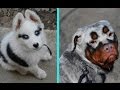 31 Unique Dogs With Unbelievable Fur Markings 31 Unique Dogs With Unbelievable Fur Markings