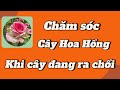 3 lưu ý khi chăm sóc cây Hoa Hồng đang ra chồi