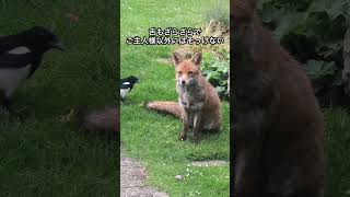 【隠れた犬科】キツネがいかに可愛いかを1分で解説する