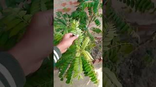 Curry patta ka paudha lagaye #curryleavesplant #gardening #garden #curryleaves #shorts #shortvideo