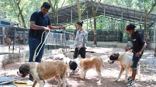 100 ൽ അധികം ഡോഗ്സുകളെ 20 ഏക്കറിൽ പൂട്ടിയിട്ടിരിക്കുന്നു|Rottweiler Labrador German Shepherd Beagle